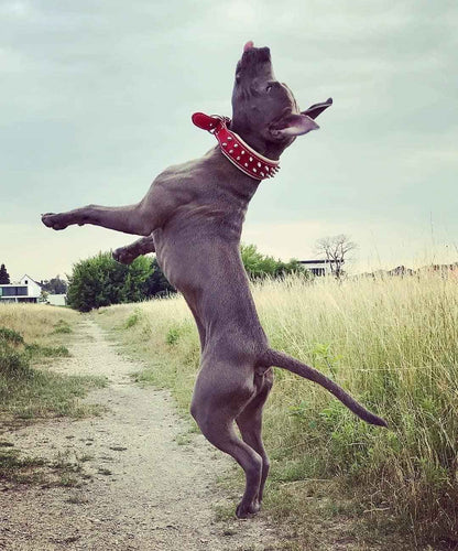 Red "Frenchie" collar
