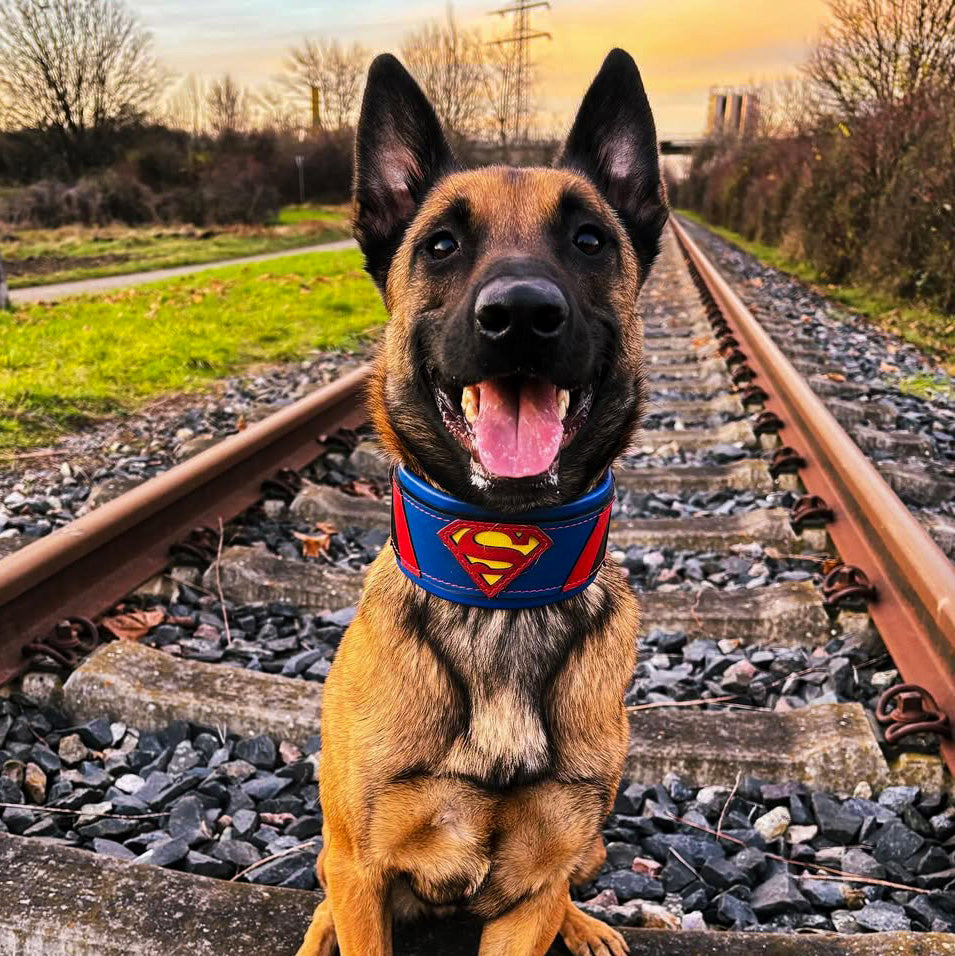 A happy Belgian Malinois dog sits on train tracks at sunset, wearing a strong Superdog Collar with a red and yellow logo, surrounded by green grass and trees in the background.